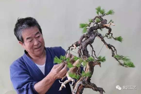 盆景以便于观赏