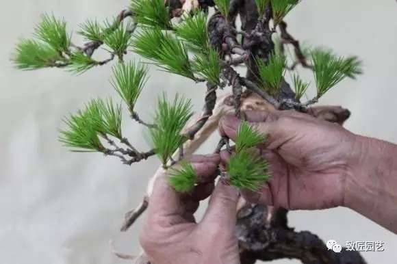 盆景蟠扎枝条