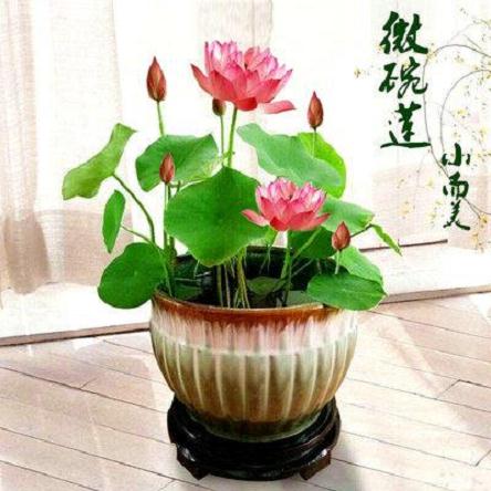 北方观赏荷花怎么盆栽3个技术