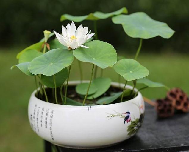 荷花盆栽怎么种藕栽植