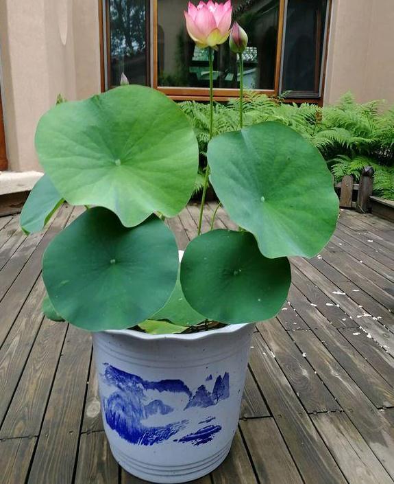 盆栽荷花怎么浇水施肥的2个方法