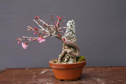 多效唑与赤霉素调控盆栽梅株型研究