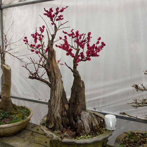 多效唑与赤霉素调控盆栽梅株型研究