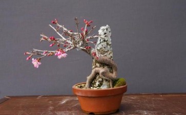 多效唑与赤霉素调控盆栽梅株型研究