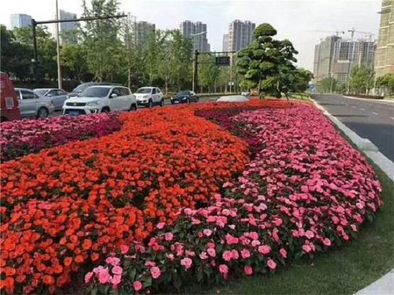 超级凤仙桑蓓斯怎么秋季盆栽的方法