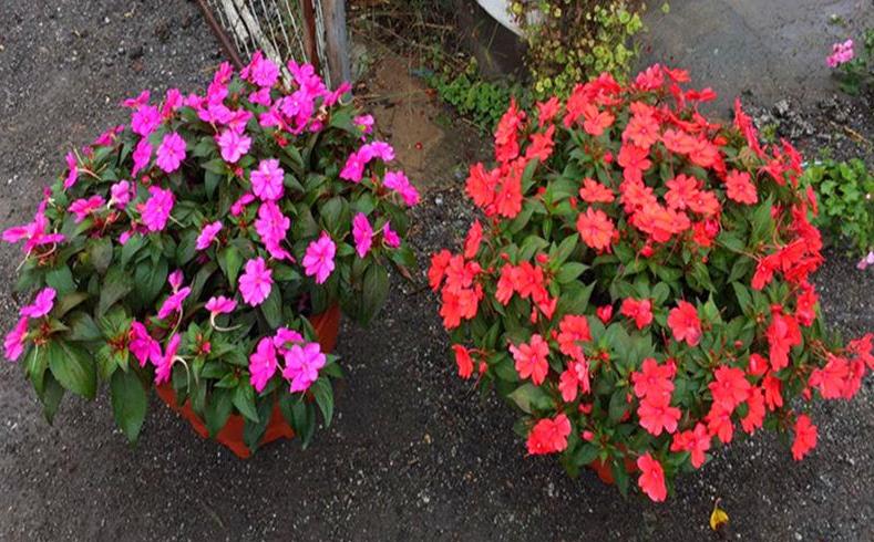 超级凤仙桑蓓斯怎么秋季盆栽的方法