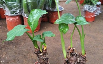 小盆栽物流运输怎么温度控制的方法