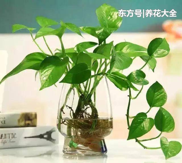 绿萝盆栽怎么扦插的2个方法