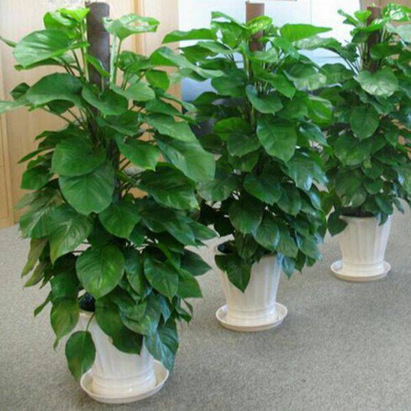 夏季绿萝怎么浇水施肥的2个方法