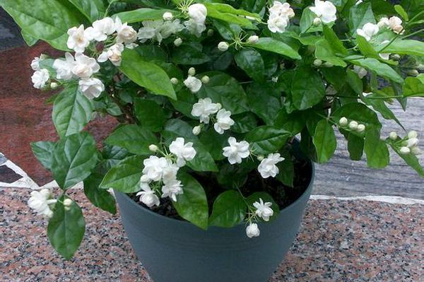 茉莉花盆栽怎么栽培管理的5个技术