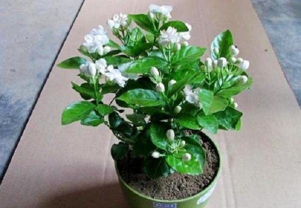 茉莉花盆栽怎么栽培管理的5个技术