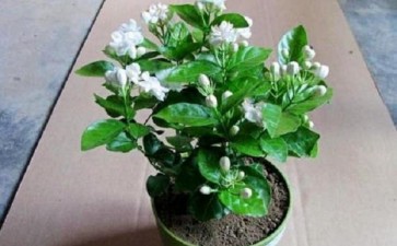 茉莉花盆栽怎么栽培管理的5个技术