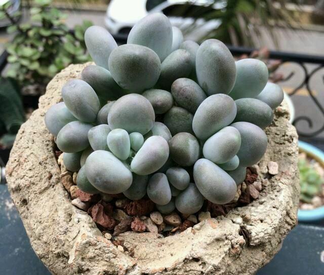 星美人多肉的点缀观赏是什么