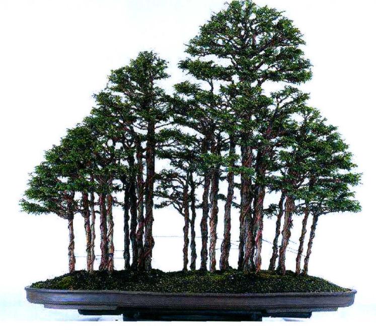 图解 木村先生制作描绘的丛林盆景景观