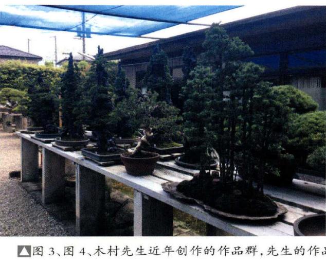 图解 木村先生制作描绘的丛林盆景景观