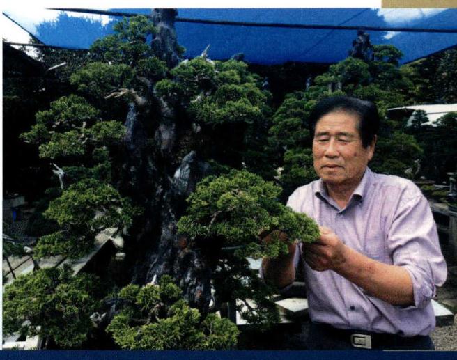 图解 木村先生制作描绘的丛林盆景景观