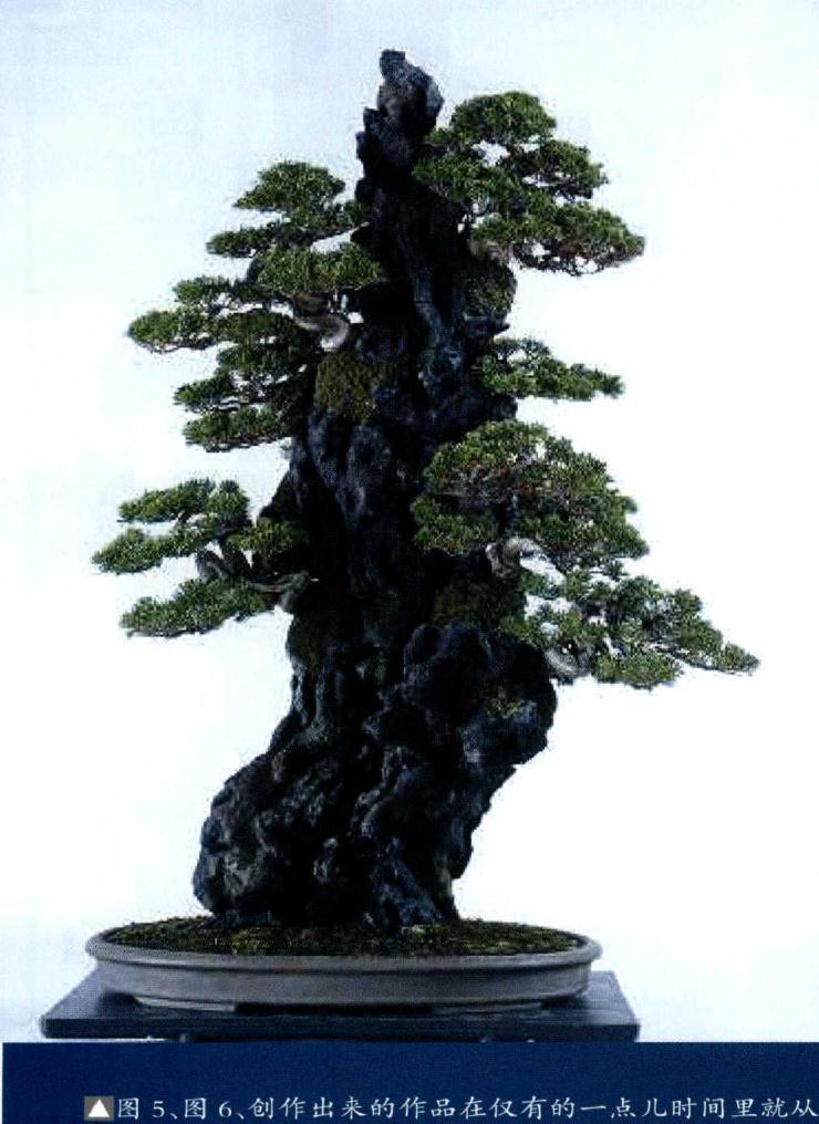 图解 木村先生制作描绘的丛林盆景景观