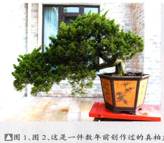 图解 范建军来指点大家如何盆景制作