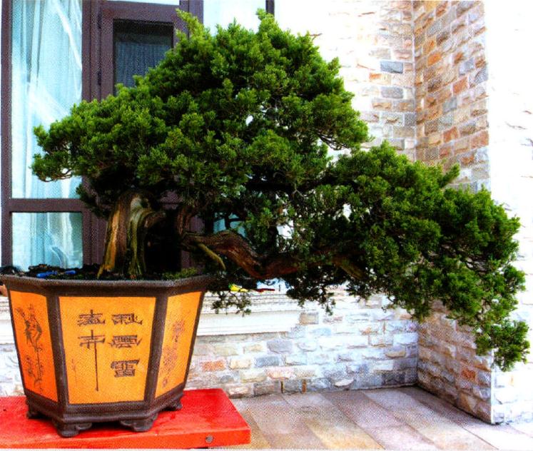 图解 范建军来指点大家如何盆景制作