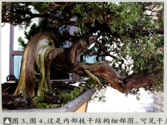 图解 范建军来指点大家如何盆景制作