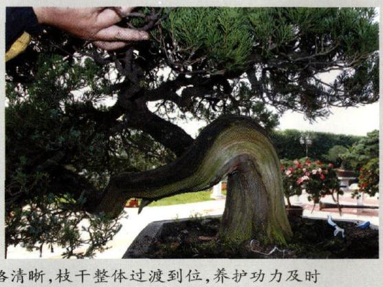 图解 范建军来指点大家如何盆景制作