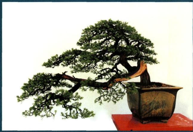 图解 范建军来指点大家如何盆景制作