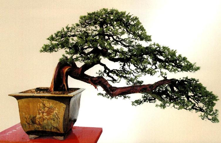 图解 范建军来指点大家如何盆景制作