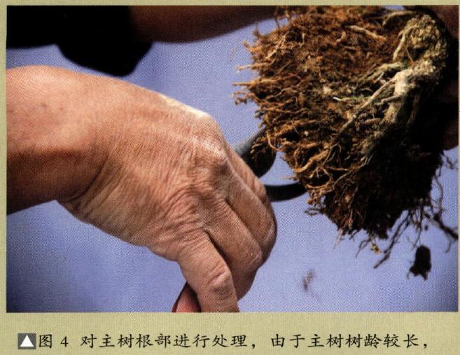 图解 制作特大型山水盆景《武陵风光》