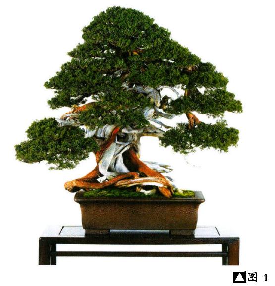 图解 木村正彦制作真柏盆景的8个过程
