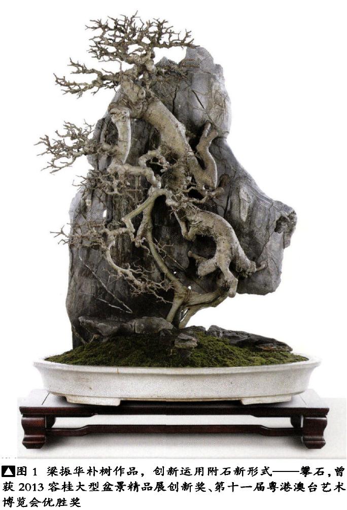 图解 梁振华怎么杂志岭南盆景的过程