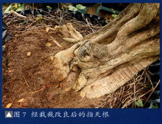 图解 梁振华怎么杂志岭南盆景的过程