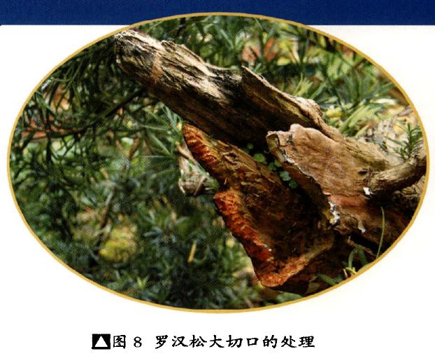 图解 梁振华怎么杂志岭南盆景的过程