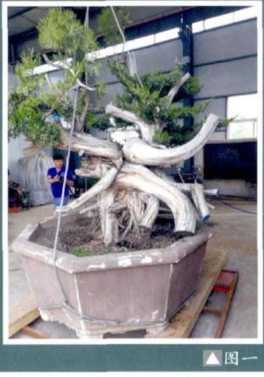 图解 樊顺利演示柏树盆景的造型过程