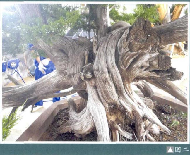 图解 樊顺利演示柏树盆景的造型过程