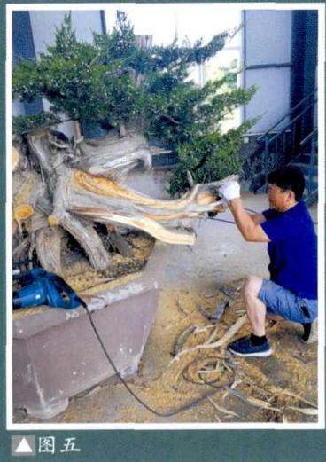 图解 樊顺利演示柏树盆景的造型过程