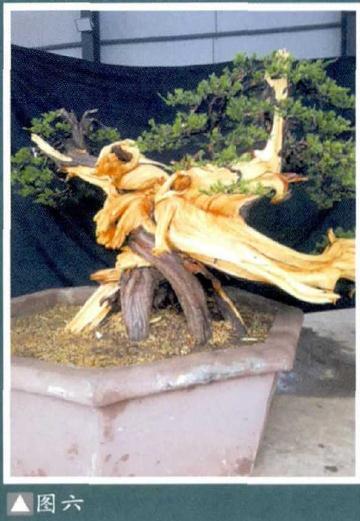 图解 樊顺利演示柏树盆景的造型过程