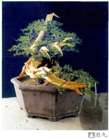 图解 樊顺利演示柏树盆景的造型过程