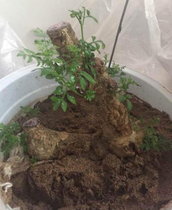 北方对节白蜡下山桩生桩30度能活吗