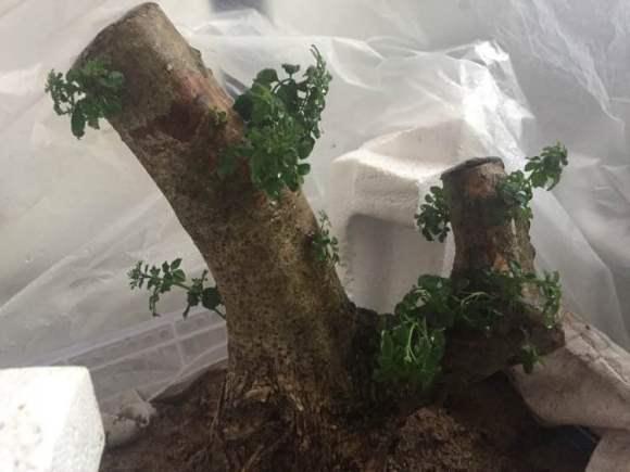 北方对节白蜡下山桩生桩30度能活吗
