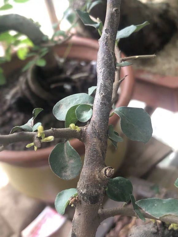 金弹子下山桩熟桩 换盆后冒芽 图片