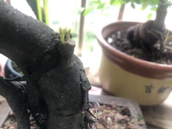 金弹子下山桩熟桩 换盆后冒芽 图片