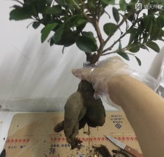 人参榕下山桩怎么修根换盆的方法