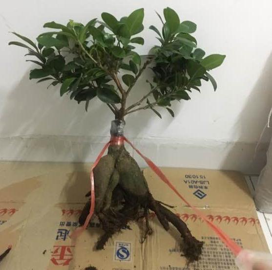 人参榕下山桩怎么修根换盆的方法
