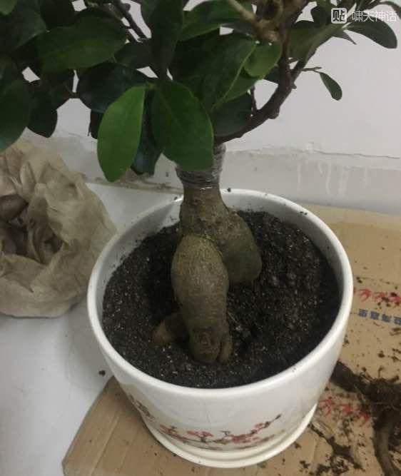 人参榕下山桩怎么修根换盆的方法