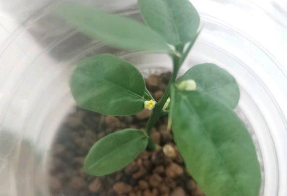 金豆下山桩生桩可以使用赤玉土吗