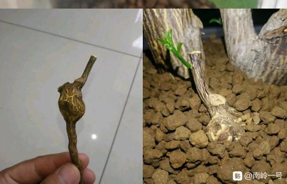 金豆下山桩生桩可以使用赤玉土吗