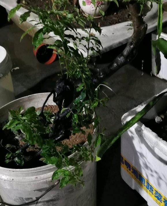 金弹子下山桩在还种在沙子里 图片