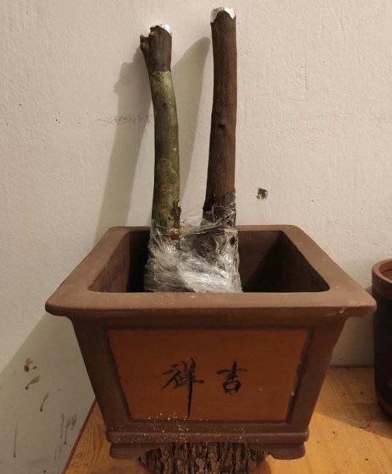 金豆下山桩生桩可以缠膜高培吗 图片