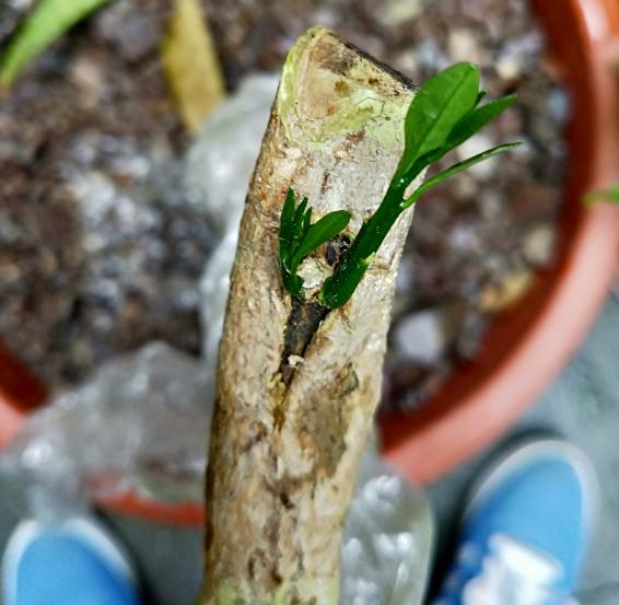 怎么倒栽下山桩的4个方法 图片
