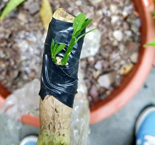 怎么倒栽下山桩的4个方法 图片